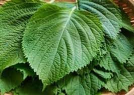 Perilla Perilla frutescens seeds for garden planting